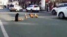 Conmovedor: Cuatro perros cuidan en mitad de la calle a un amiguito atropellado