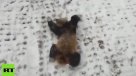 La alegría extrema de un panda jugando en la nieve