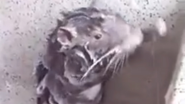 ¿Es una rata bañándose? Resuelven misterio de tierno viral