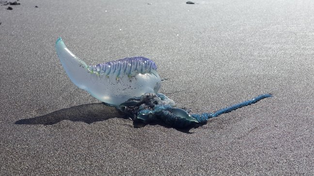 Prohíben actividades en playa Peñuelas de Coquimbo por fragata portuguesa