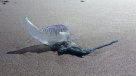 Prohíben actividades en playa Peñuelas de Coquimbo por fragata portuguesa