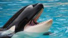 Una orca llamada \