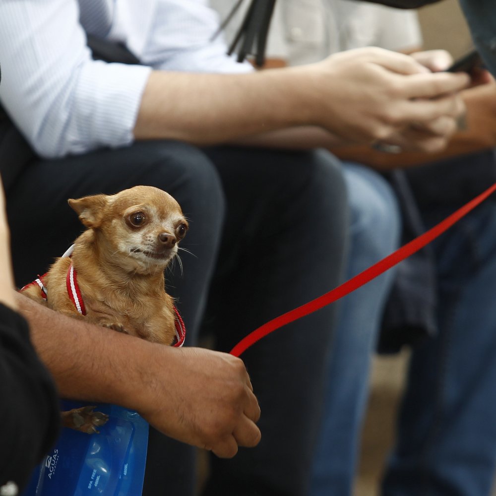 Un perro comenzó a recibir seguro de cesantía y nadie sabe la razón