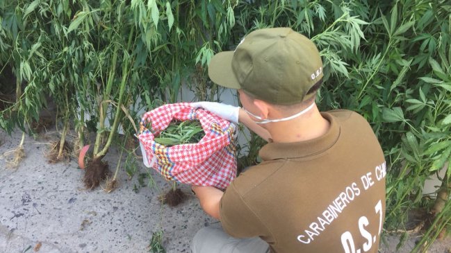 Carabineros incautó plantación de marihuana avaluada en 100 millones de pesos