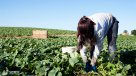 Economista: La Ocupación Informal es un problema que tenemos hace mucho tiempo