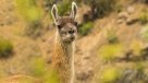 Liberan a guanacos en Cajón del Maipo luego de que desaparecieran de la zona hace 500 años