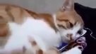 Sobran las palabras: La emotiva reacción de un gato al ver la fotografía de su dueña muerta
