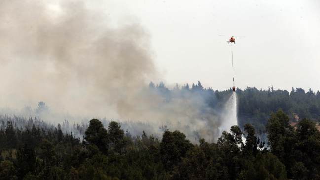 Incendio forestal en Alto Biobío afecta bosque nativo