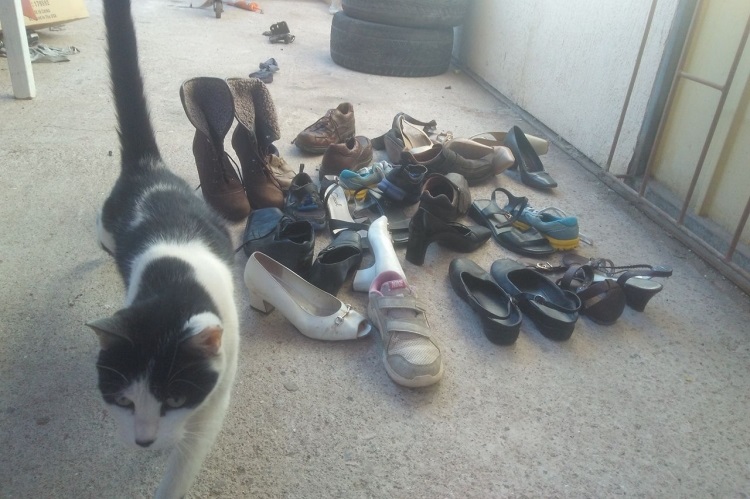 Curiosa costumbre de unos gatitos en Calama: Le llevan zapatos al hombre que los cuida