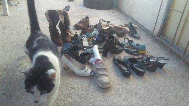 Curiosa costumbre de unos gatitos en Calama: Le llevan zapatos al hombre que los cuida