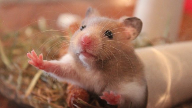 Aerolínea no dejó que pasajera viajara con su hámster y lo tiraron por el inodoro