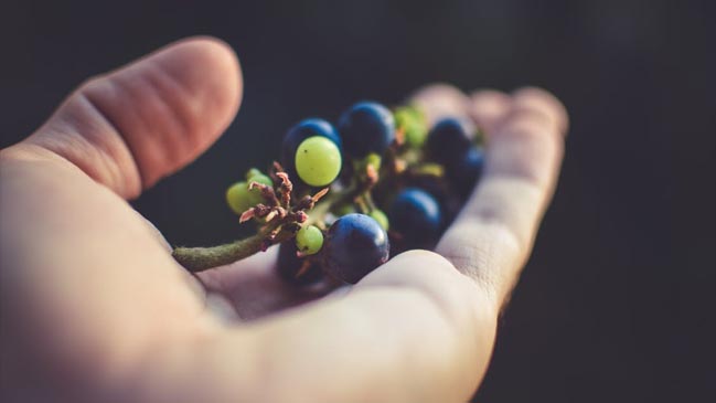 Lebu: Niña de cinco años murió tras atorarse con una uva