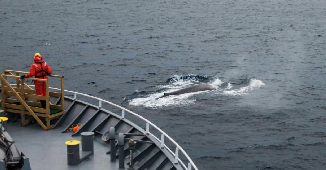 Expedición científica estudiará el canto y heces de las ballenas en la Antártica