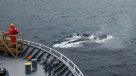 Expedición científica estudiará el canto y heces de las ballenas en la Antártica