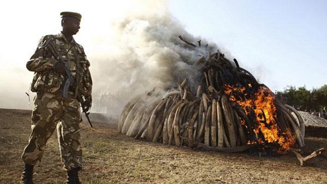 Cazadores furtivos de elefantes abatieron a seis soldados en Camerún