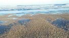 Marea roja en Aysén: Detectan niveles \