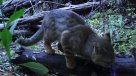 Primer registro en 20 años: Captan presencia de gato colocolo en reserva de Pirque