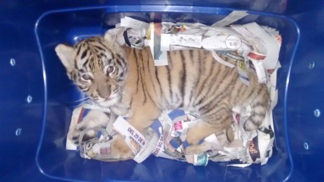Descubren cachorro de tigre en un paquete que iba a ser enviado por correo