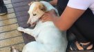 Brutal maltrato a perrita en Antofagasta: Le cortaron la cola y murió desangrada