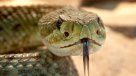 Oficinista extravió $ 60 millones y dijo que una serpiente se los comió