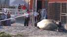 Elefante marino volvió a Bahía Inglesa: Fue visto tomando sol en una terraza