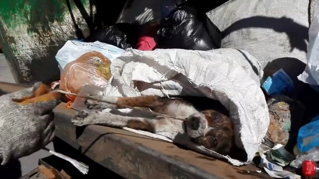 Indignación por perrito maltratado que fue encontrado en un camión de basura