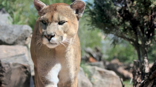 Pareja fue perseguida por un puma en el Parque Nacional Nahuelbuta