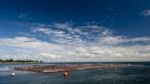 Salmón Chile: Pérdidas por bloom de algas son mucho menores que en 2016