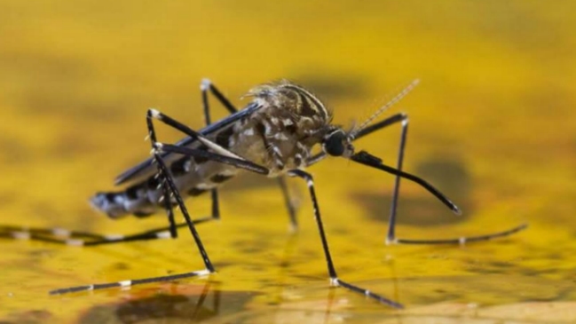 Brasil: Fiebre amarilla ha dejado 154 muertos desde julio