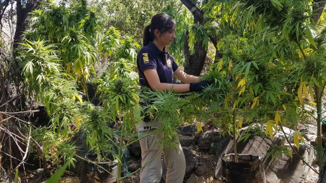 Los Vilos: PDI incautó cerca de mil plantas de marihuana