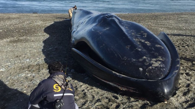 Punta Arenas: Ballena que varó presentaba rayados hechos por personas