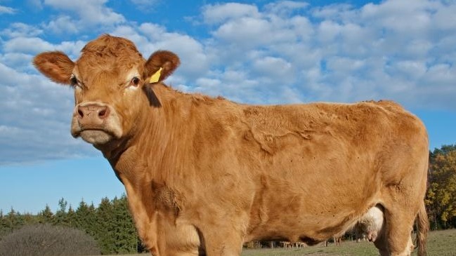 Vaca iba a ser sacrificada y nadó a una isla para salvarse