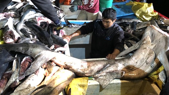 Pescadores peruanos fueron sorprendidos con cinco toneladas de tiburón en aguas chilenas