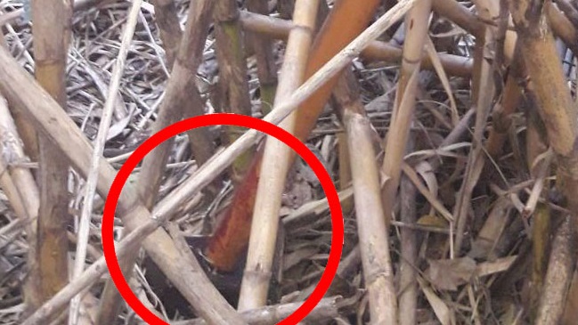 Imagen foto_00000002