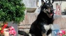 Murió \