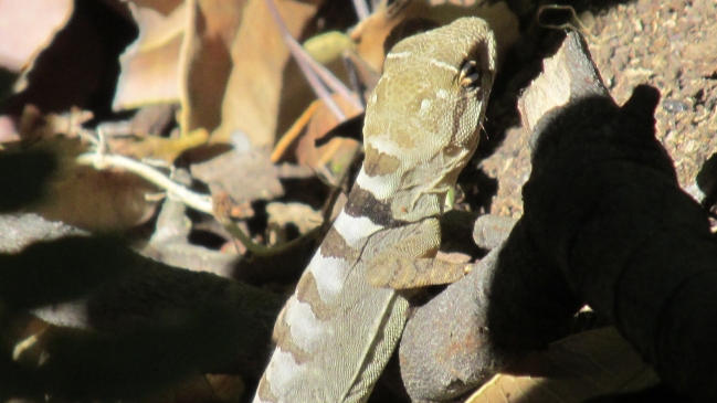 Imagen foto_00000015