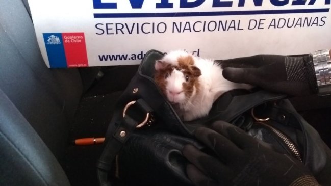 Sorprendieron en la aduana a turista con un cuye oculto en su cartera