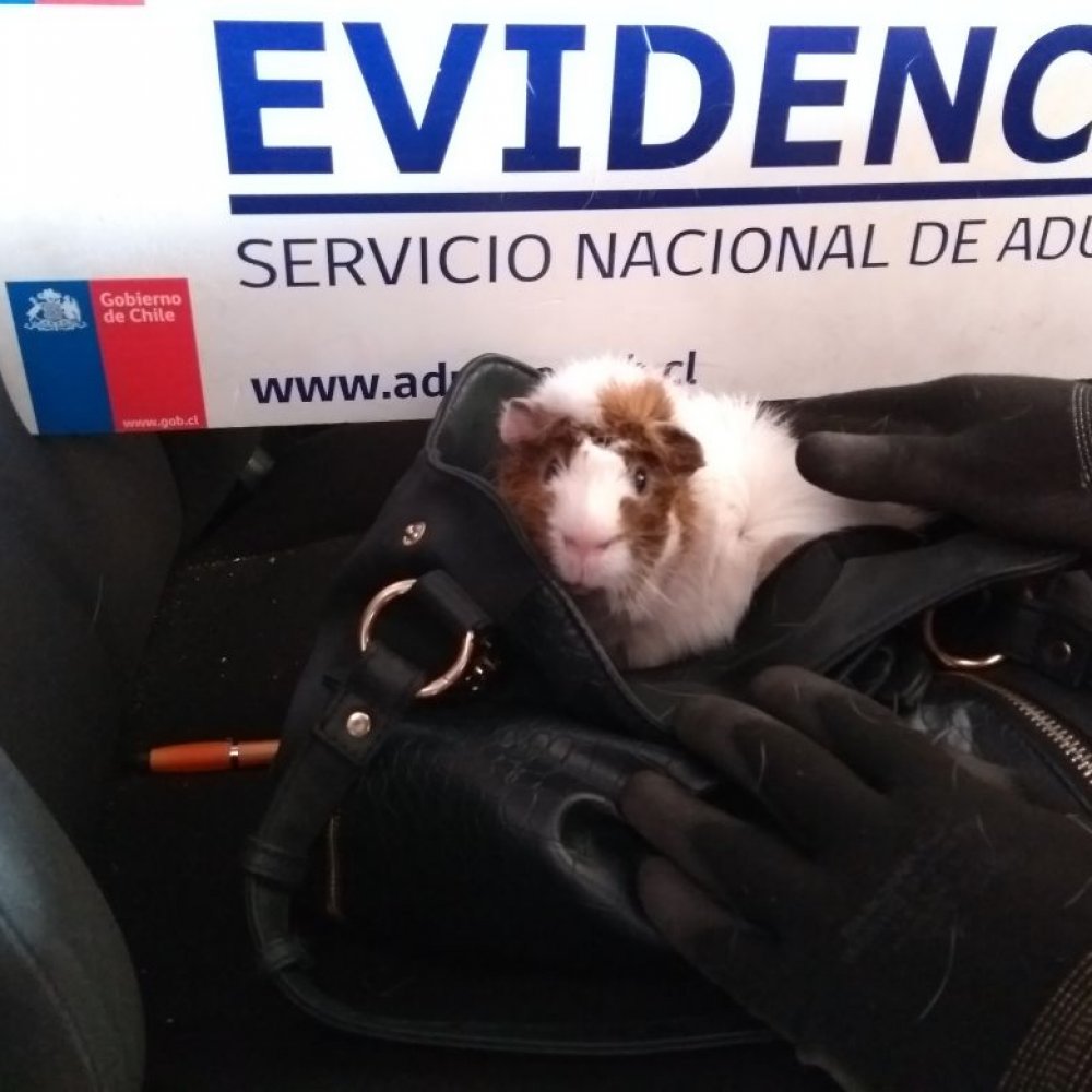Sorprendieron en la aduana a turista con un cuye oculto en su cartera
