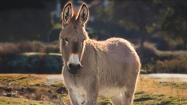 Capturan a banda por vender falsos remedios de piel de burro