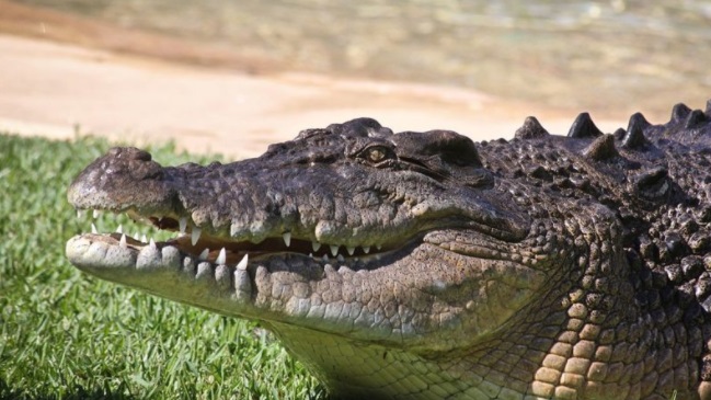 Pescador fue devorado por un cocodrilo en Filipinas