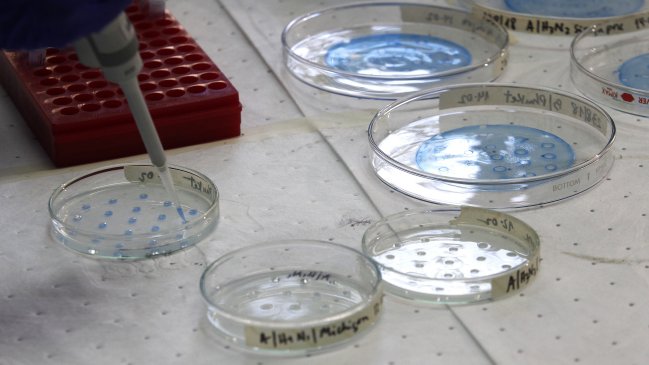 Fiebre amarilla: La próxima semana llegarán 15 mil dosis de vacuna a Chile