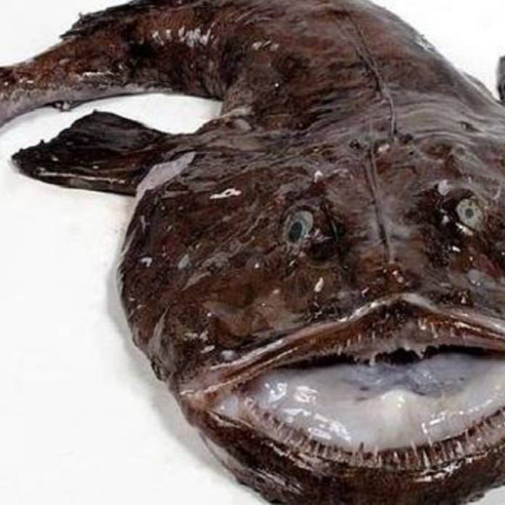 Hospitalizan a hombre por masturbarse usando el estómago de un pez