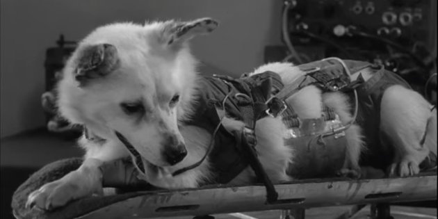 Revelan detalles de la misión fallida de China de enviar perros al espacio