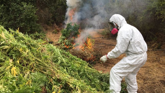 Decomisan tres millones de dólares en cultivos de marihuana en Quillota