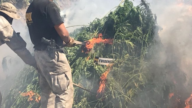 Decomisan casi 13 mil plantas de marihuana en O'Higgins y sus dueños se fugaron