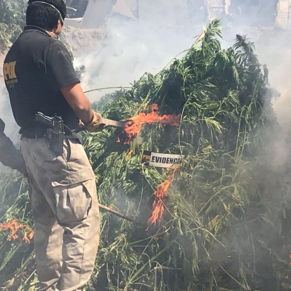 Decomisan casi 13 mil plantas de marihuana en O'Higgins y sus dueños se fugaron