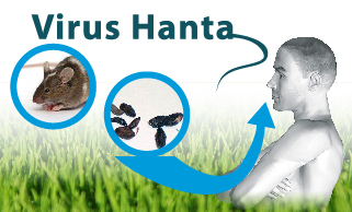 Virus Hanta en la región de Los Lagos: Hay cinco contagiados y un fallecido en lo que va del año