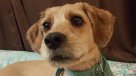 Registro de mascotas comienza con críticas por \