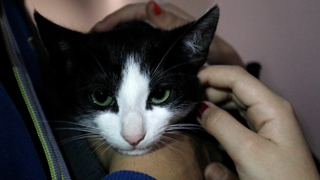 Alcalde de Concepción anunció querella por envenenamiento masivo de mascotas