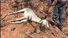Muerte masiva de burros genera preocupación en Freirina